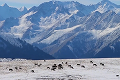 Шы?жа?ны? ?аражон жайлауыны? ал?аш?ы ?ардан кей?нг? с?лу бейнес?